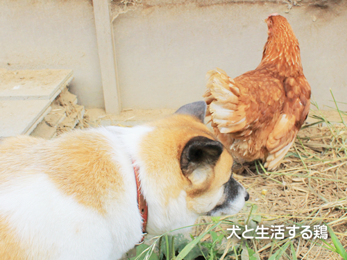犬と生活する鶏