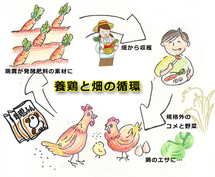 養鶏と畑の循環
